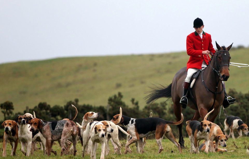 foxhunting