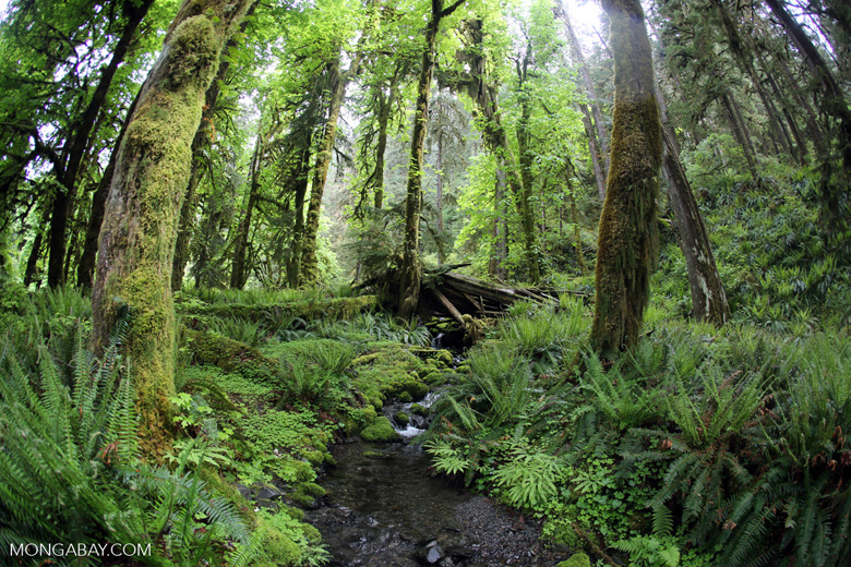 rainforest